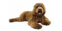 labradoodle