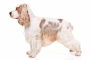 english-cocker-spaniel-on