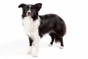 border-collie