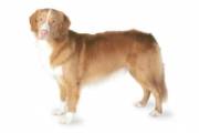 nova_scotia_duck_tolling_retriever