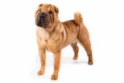 chinese-shar-pei