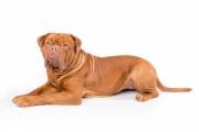 dogue-de-bordeaux