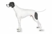 english_pointer