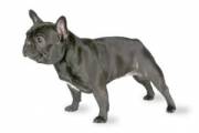 french_bulldog